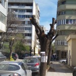 Сеч на дървета във Варна