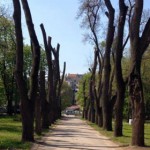 ВАРНА СЕЧЕНЕ НА ДЪРВЕТА
