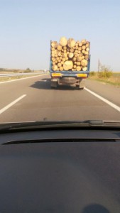 ДЪРВЕНАТА МАФИЯ