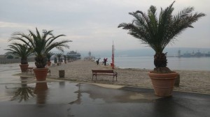 варна палми