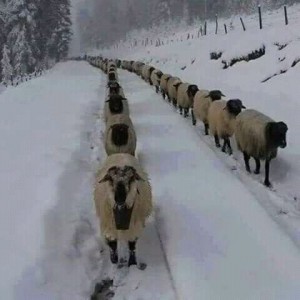НАРОД