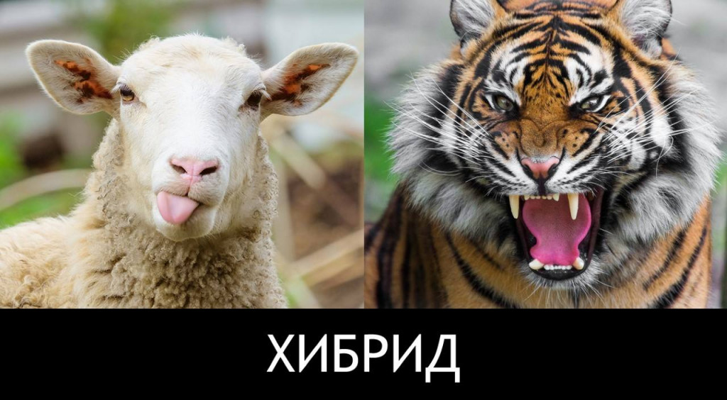 ХИБРИД ГЕРБ